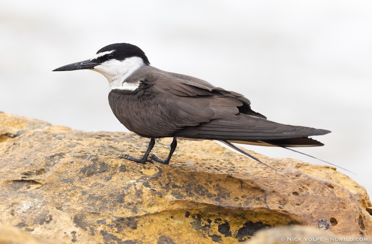 Bridled Tern - ML520794911
