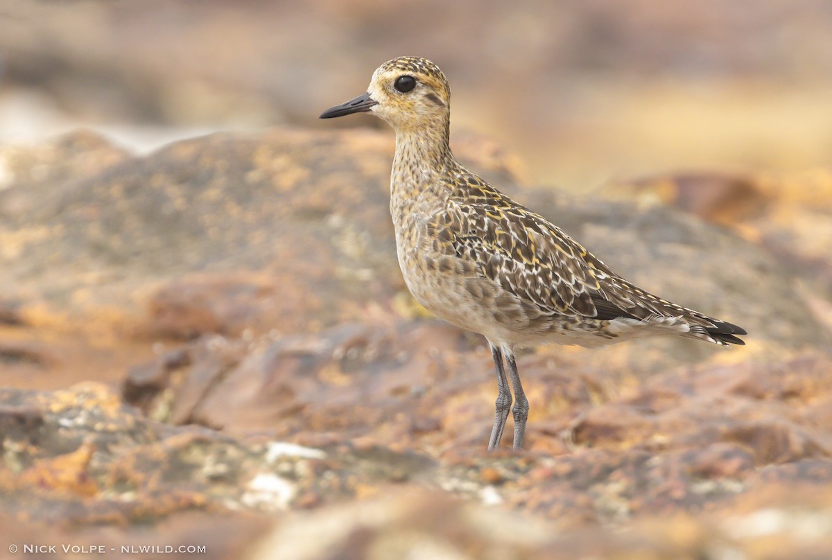 Pacific Golden-Plover - ML520795421