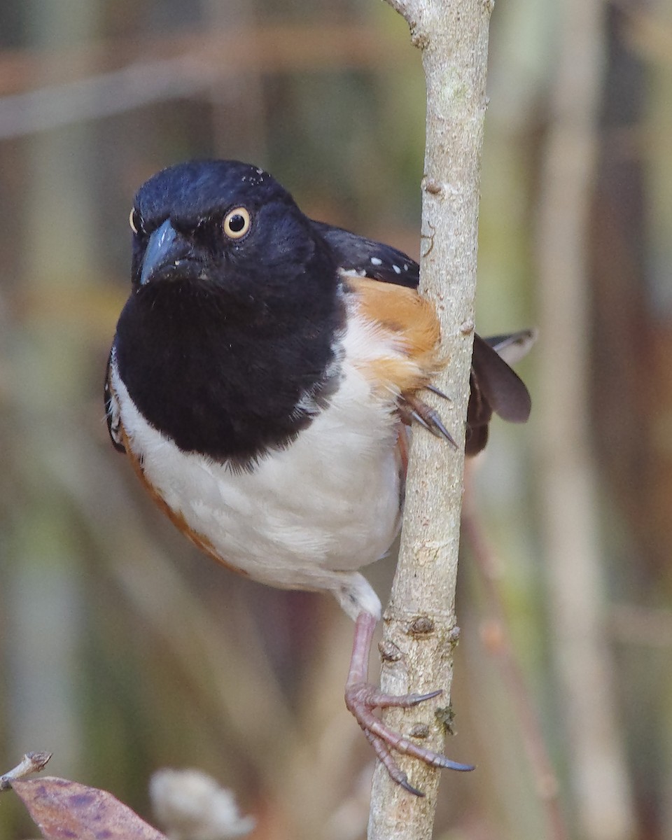 Eastern Towhee - Stephen Mann