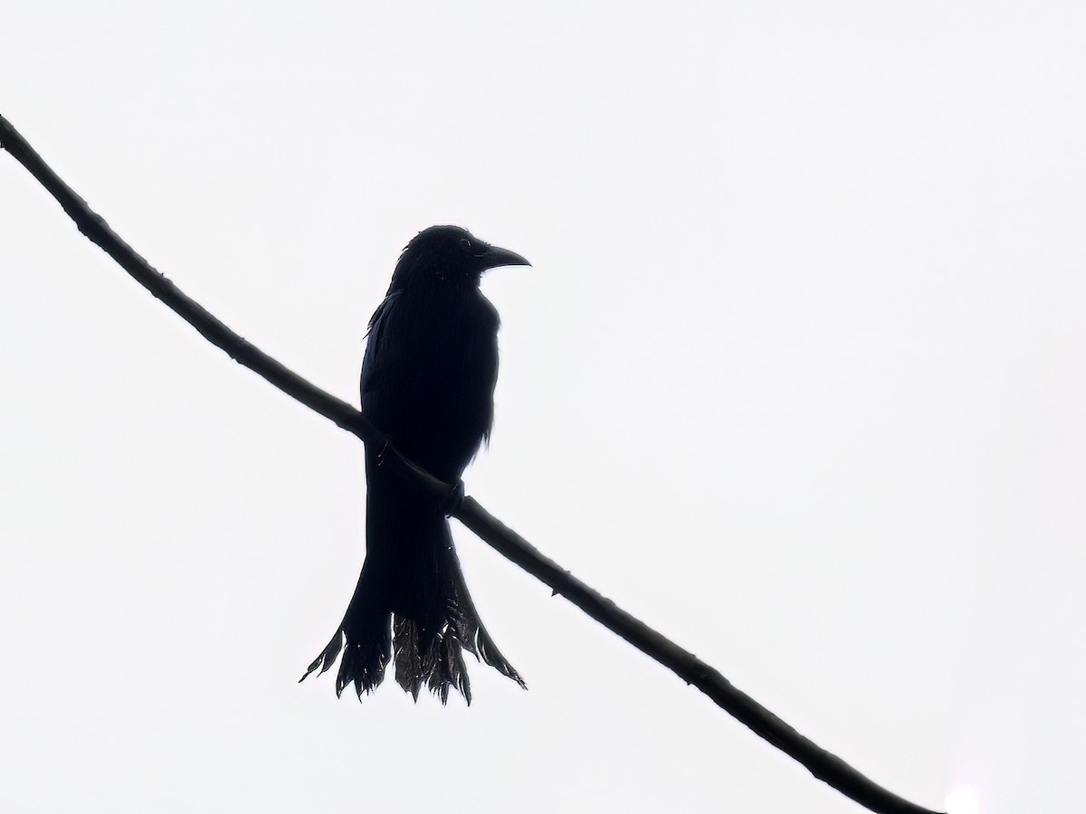 Hair-crested Drongo (Obi) - ML520796781