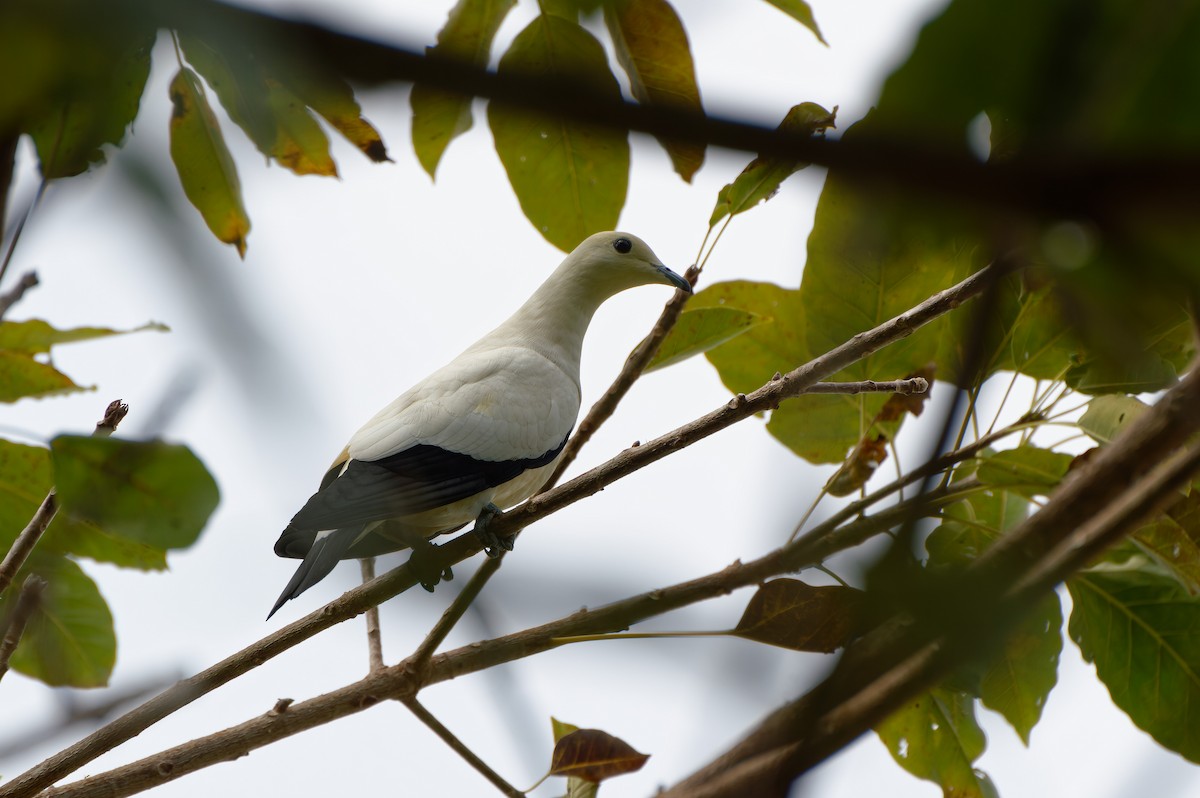Pied Imperial-Pigeon - Donald Davesne