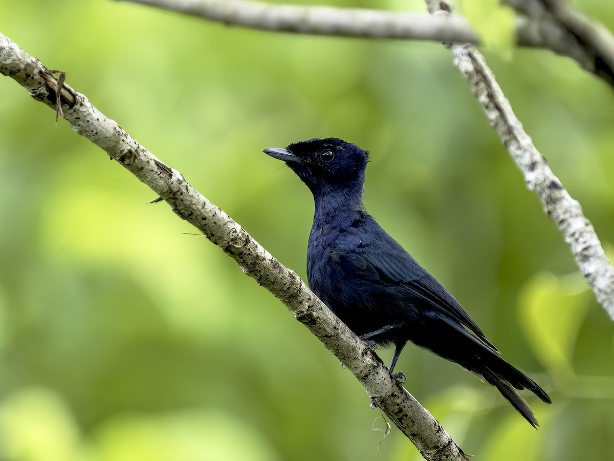 Shining Flycatcher - ML520800551