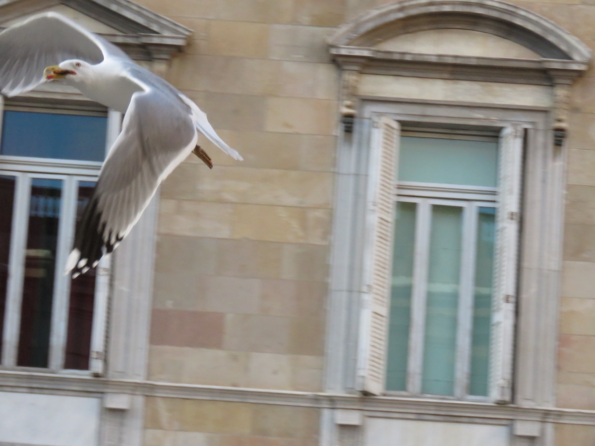 Yellow-legged Gull - ML520800611