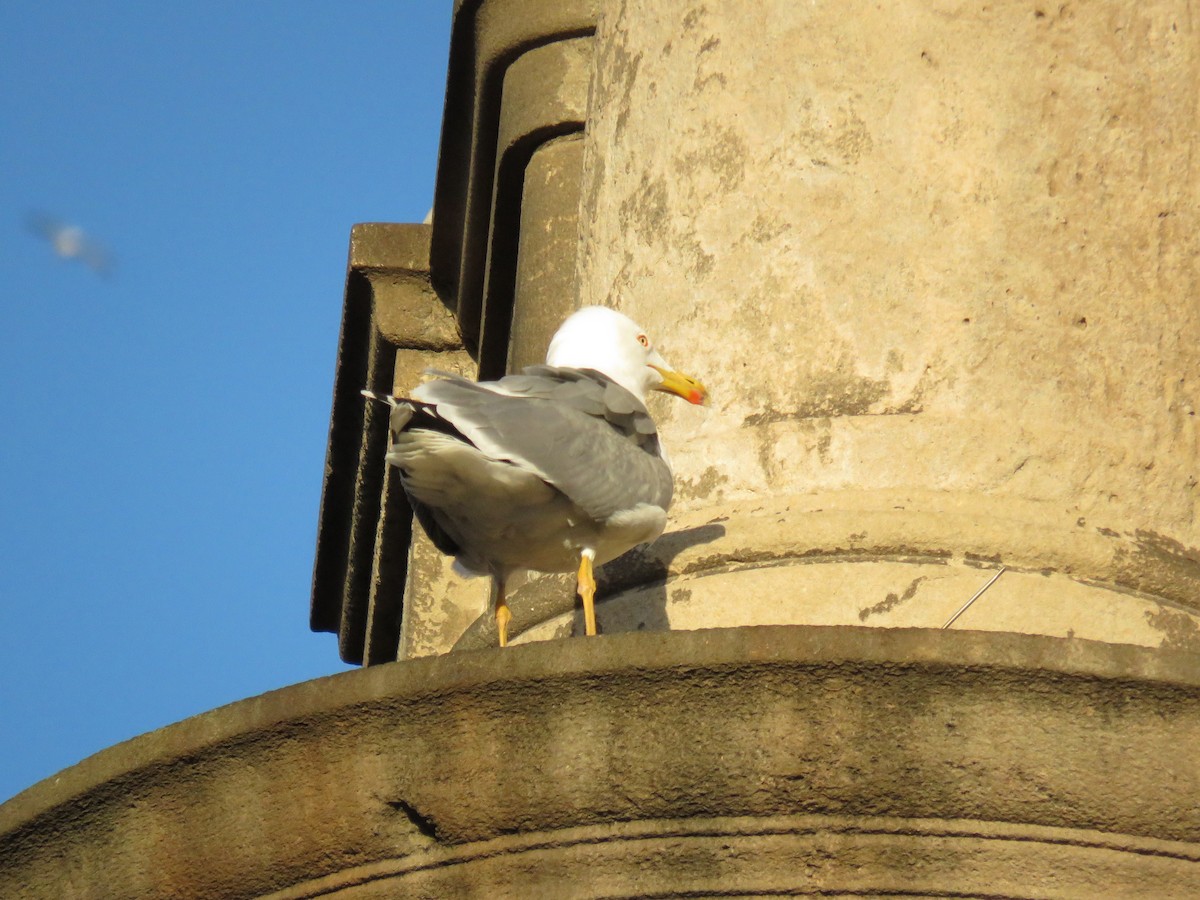 Gaviota Patiamarilla - ML520800621