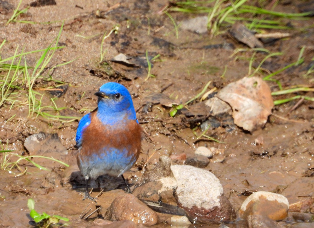 Western Bluebird - ML520801581