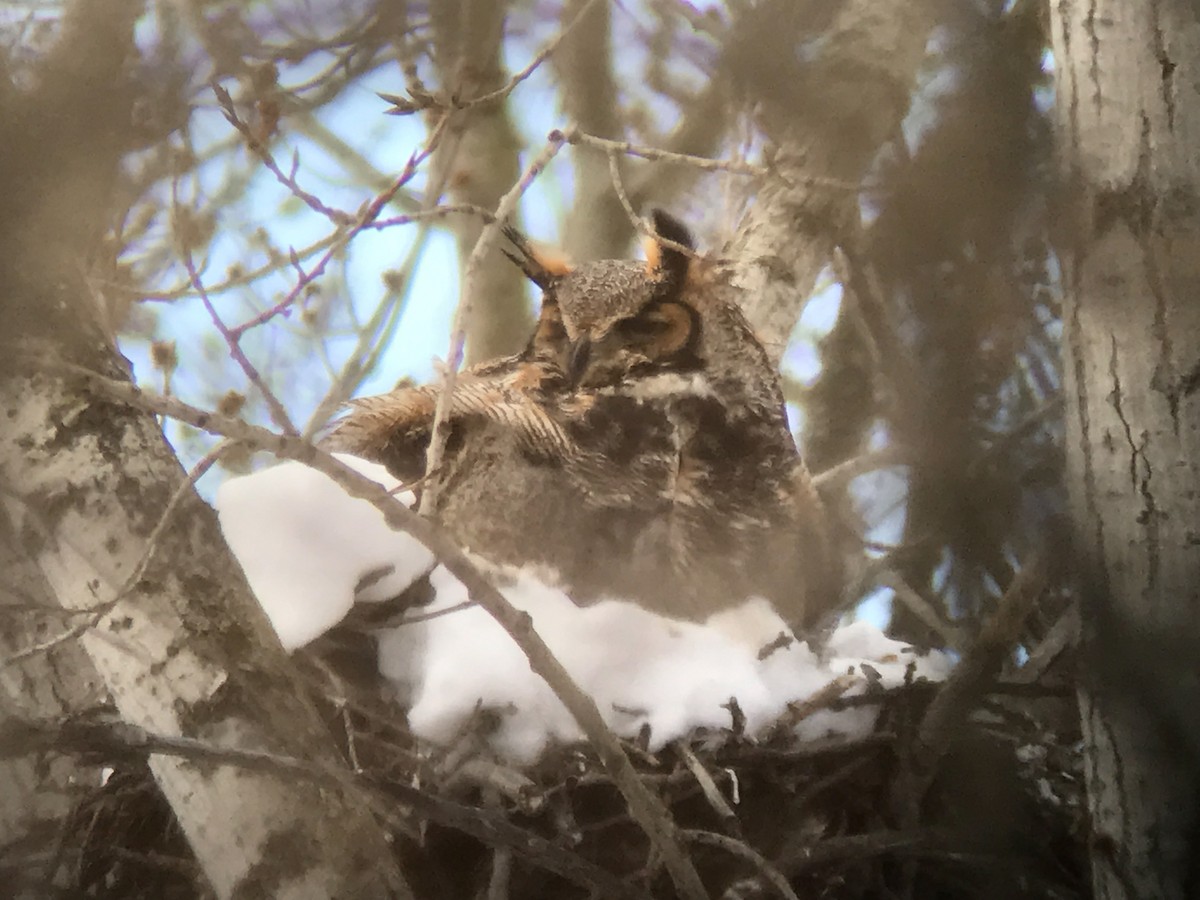 Great Horned Owl - ML52080201