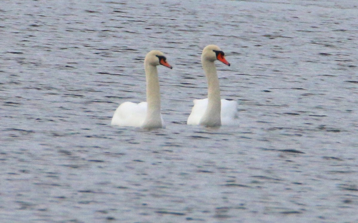 Mute Swan - ML520803911