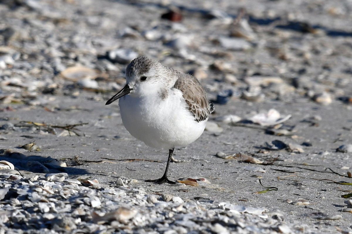 Bécasseau sanderling - ML520804021