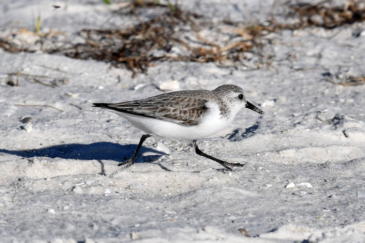 Bécasseau sanderling - ML520804191