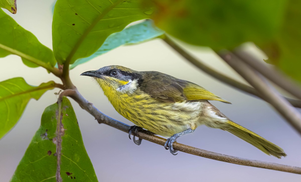 Varied Honeyeater - William Richards