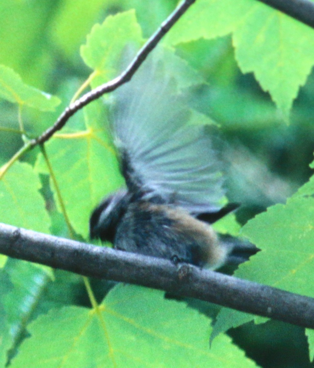 Boreal Chickadee - ML52080591