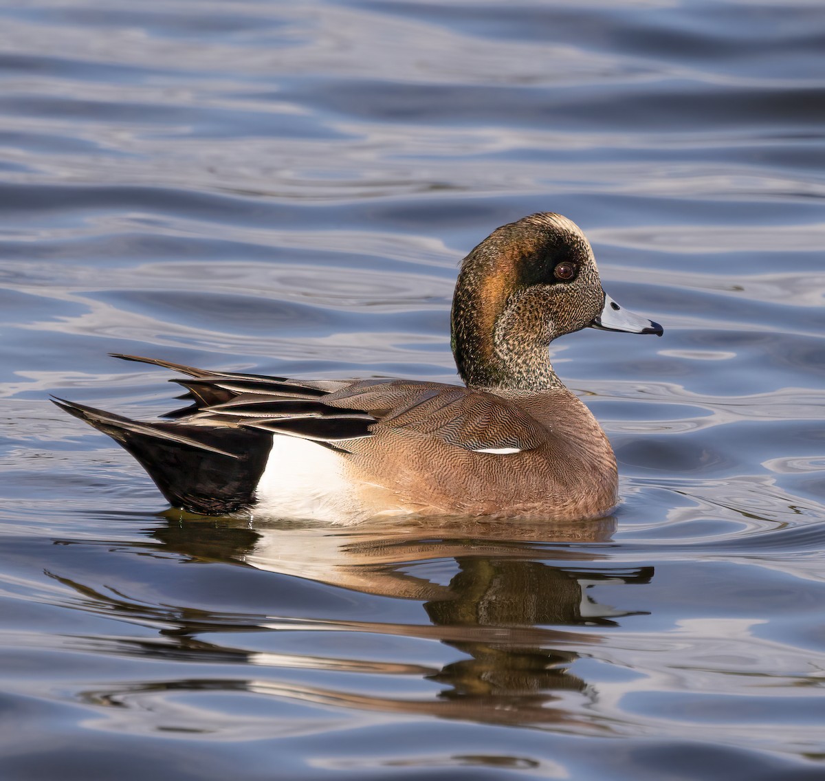 American Wigeon - ML520805961