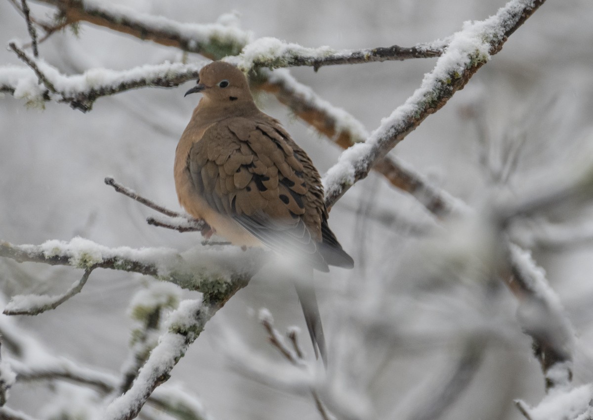 Mourning Dove - ML520806911