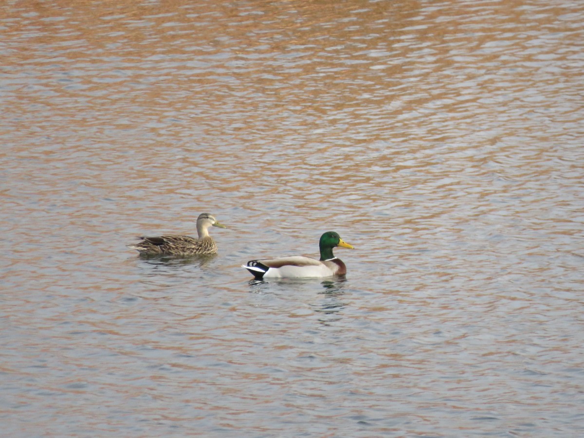 Mexican Duck - ML520807851