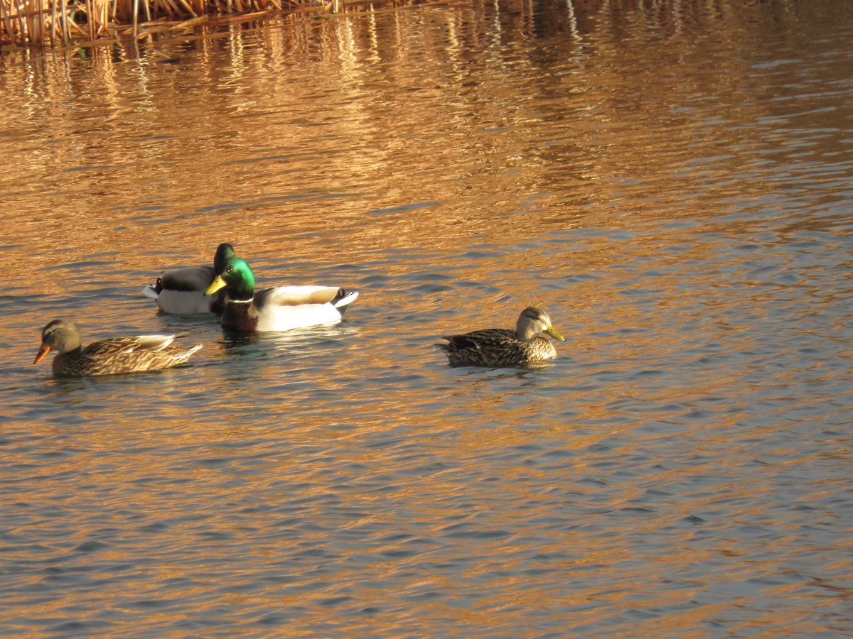 Mexican Duck - ML520807861