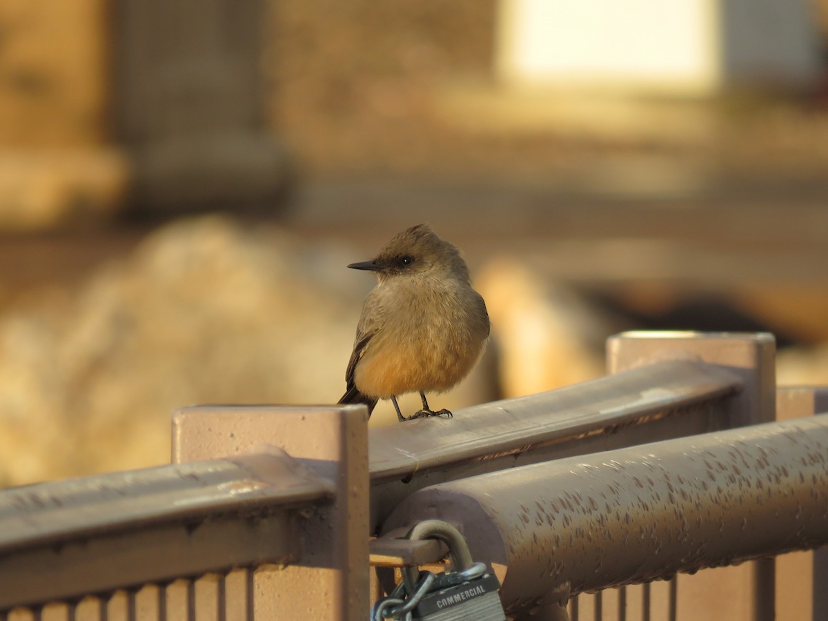 Say's Phoebe - ML520808101