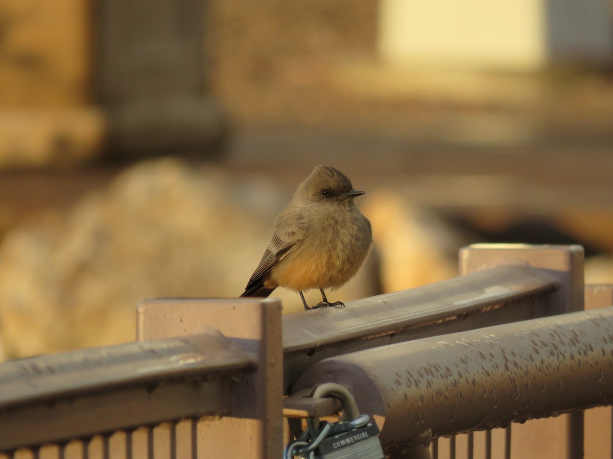 Say's Phoebe - ML520808111