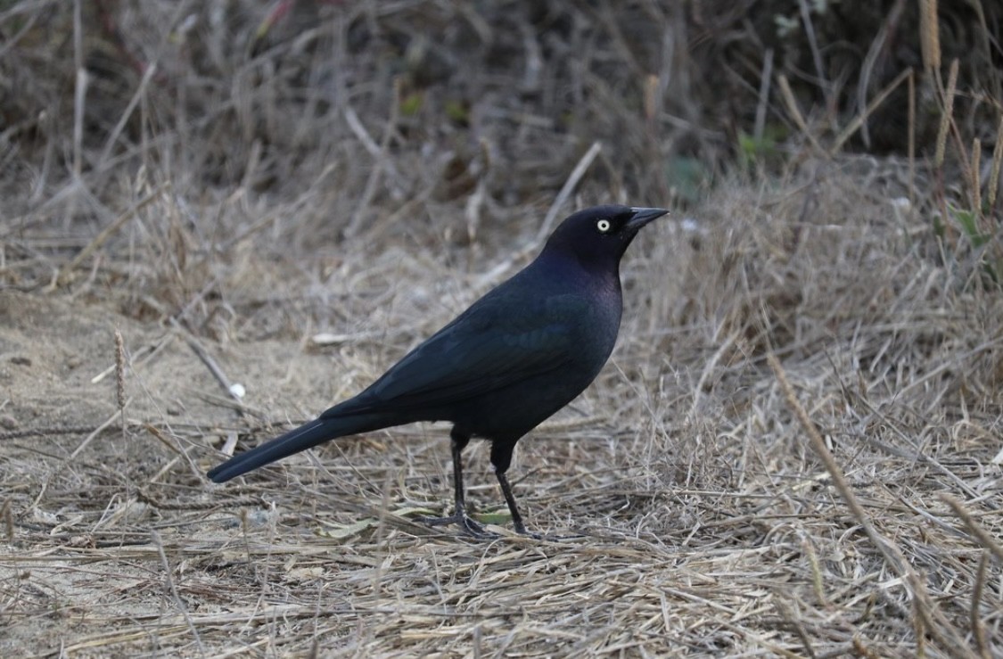 Brewer's Blackbird - ML520808121