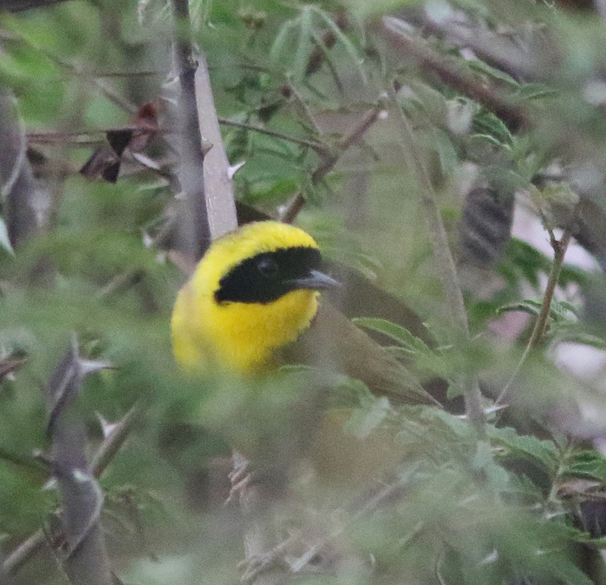 Altamira Yellowthroat - ML520808141