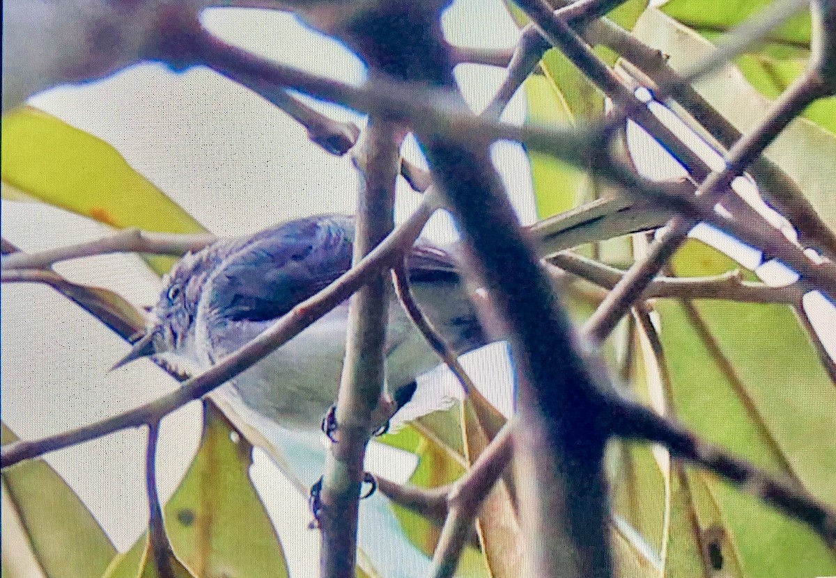 Rio Negro Gnatcatcher - ML520809481