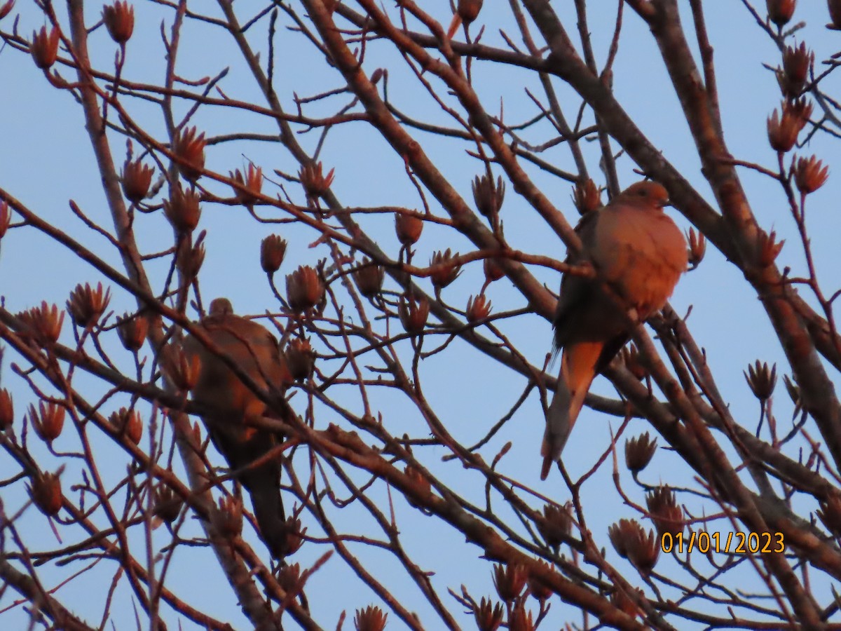 Mourning Dove - Lelia Bentley