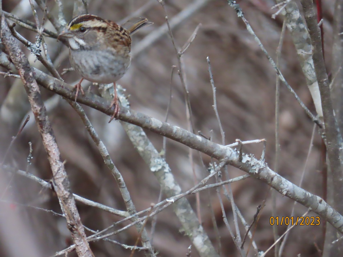 White-throated Sparrow - ML520810841