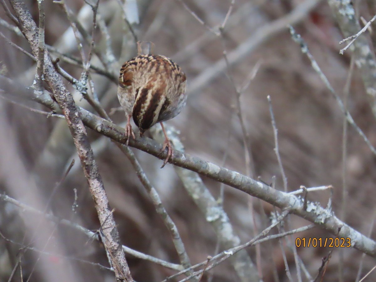 White-throated Sparrow - ML520811001