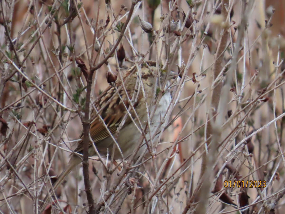 White-throated Sparrow - ML520811111