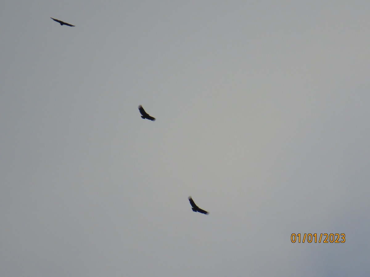 Turkey Vulture - ML520811561