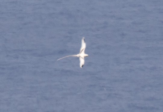 White-tailed Tropicbird - Simon Best