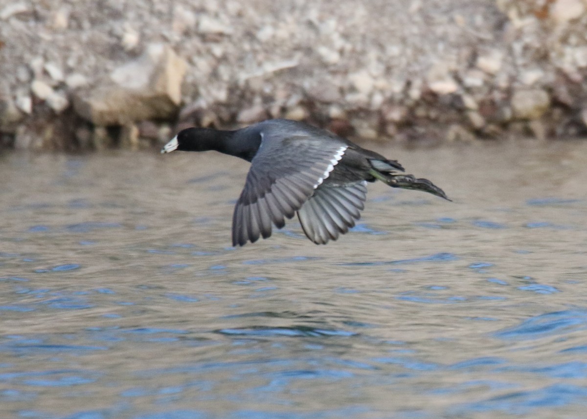 American Coot - ML520814511