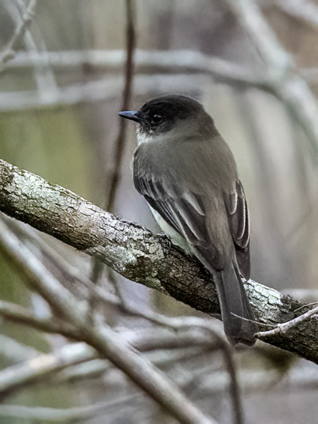 Eastern Phoebe - ML520815961