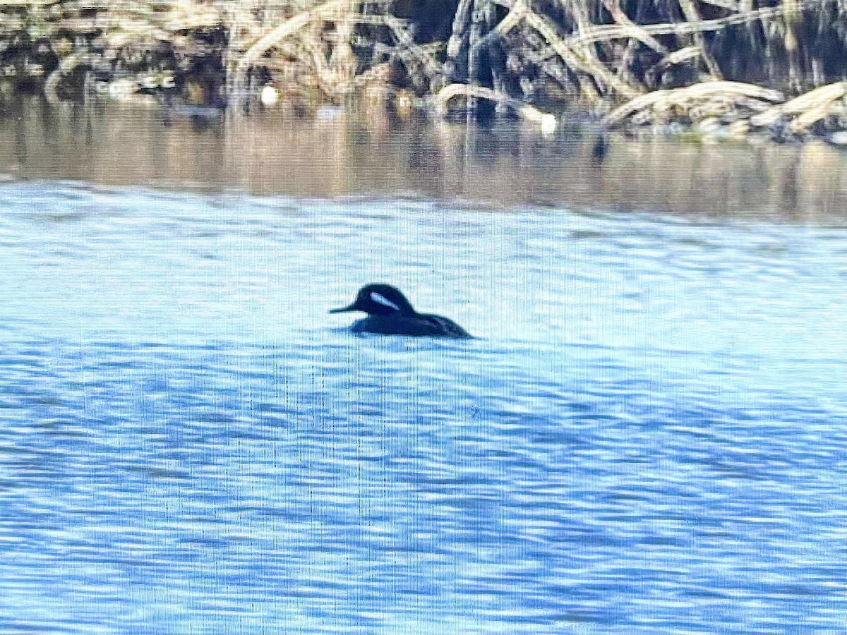 Hooded Merganser - ML520815981