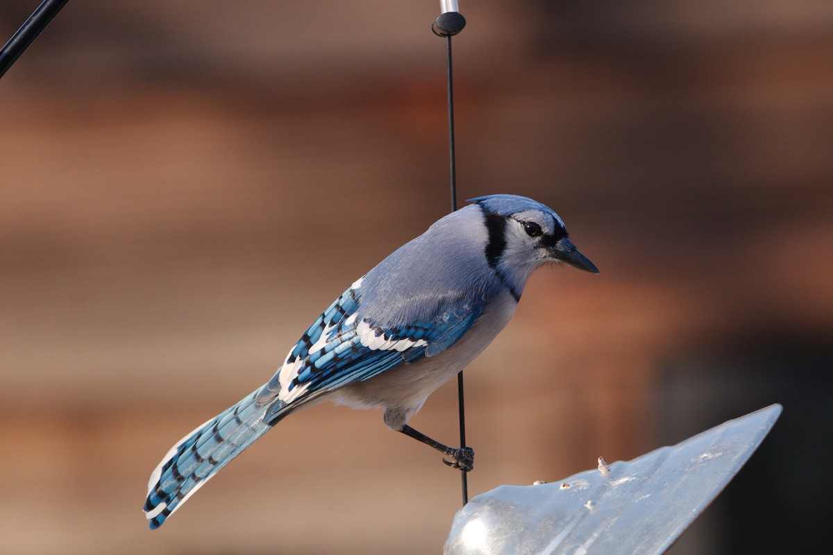 Blue Jay - ML520816041