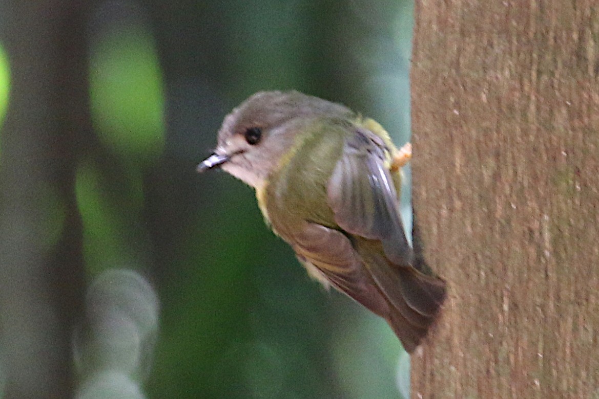 Pale-yellow Robin - ML520816461