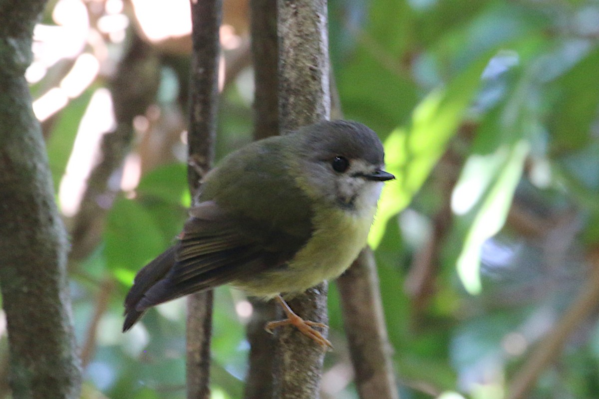 Pale-yellow Robin - ML520816471