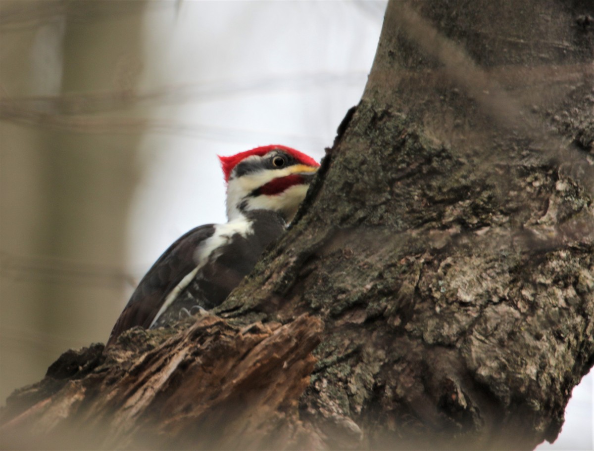 Pileated Woodpecker - ML520817891