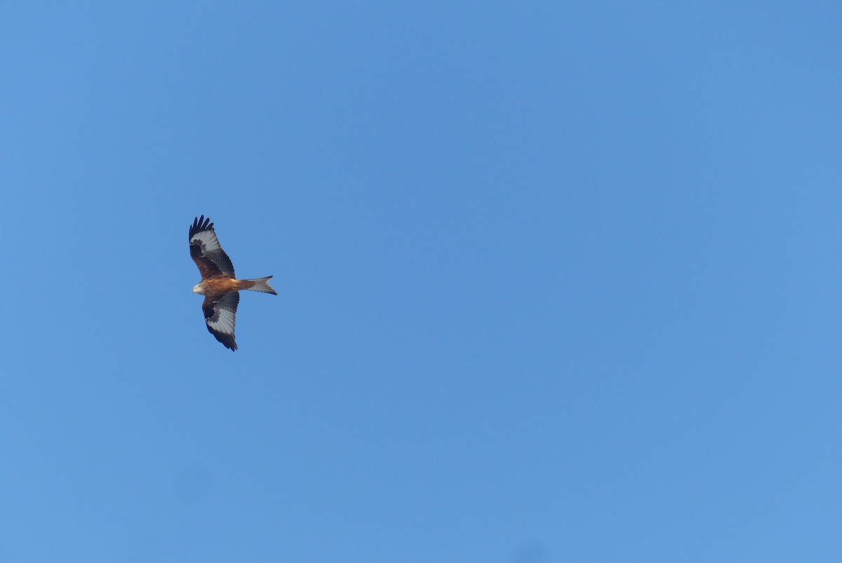 Red Kite - ML52081941