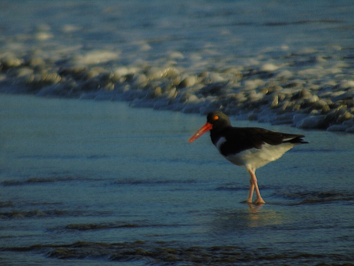 American Oystercatcher - ML520819481