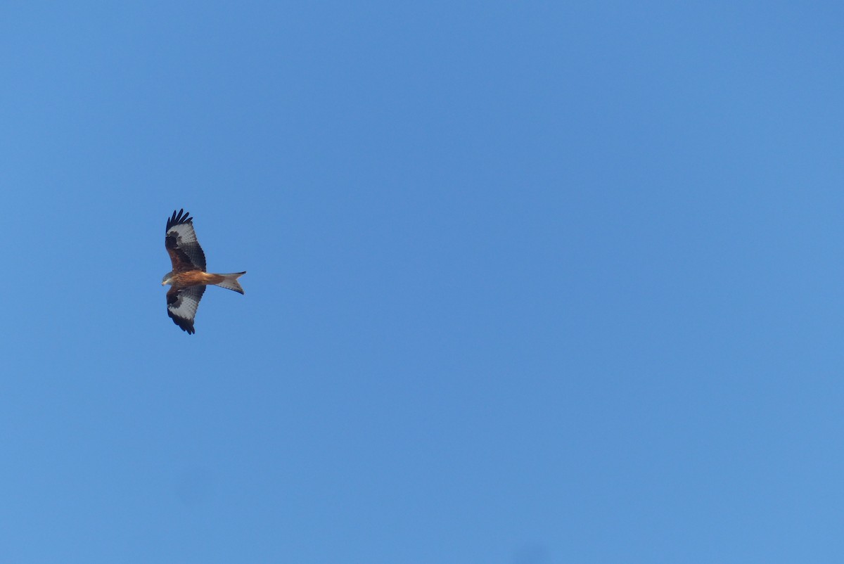 Red Kite - ML52082001