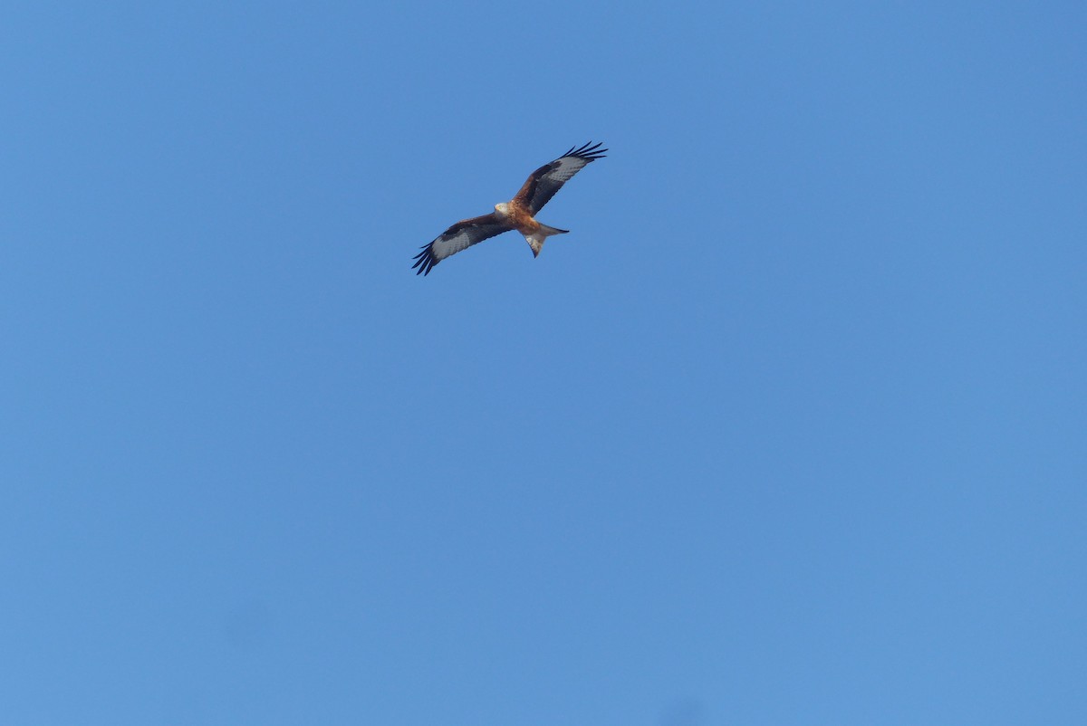 Red Kite - ML52082021