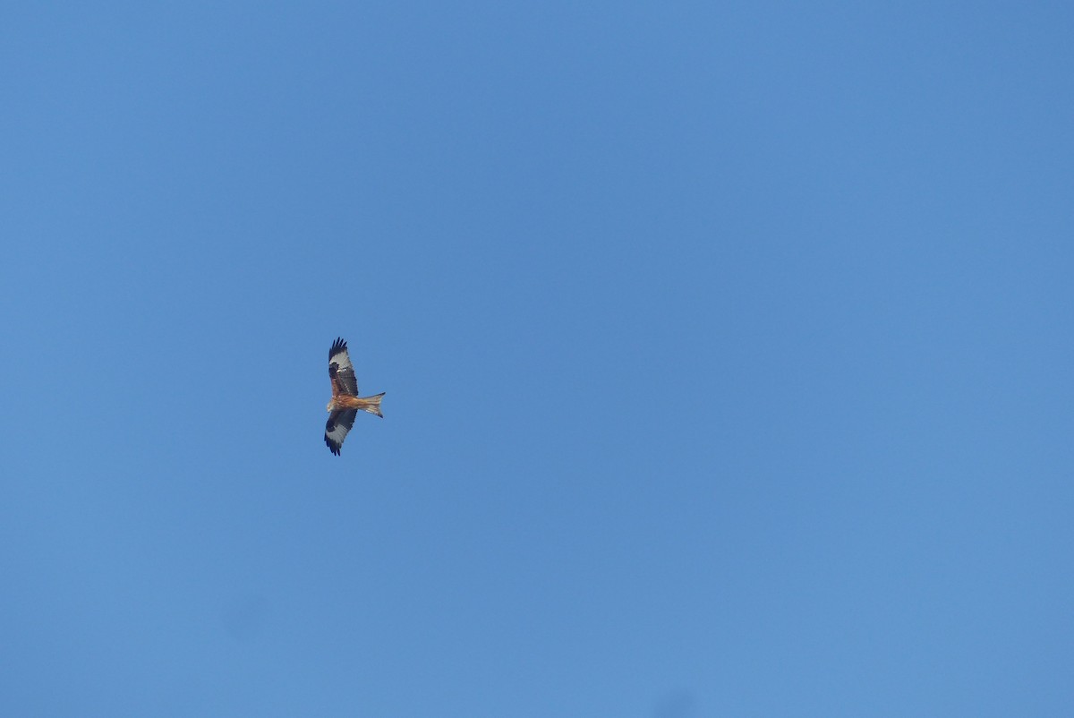 Red Kite - ML52082031
