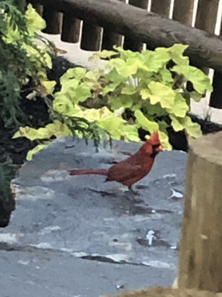 Northern Cardinal - ML520821851