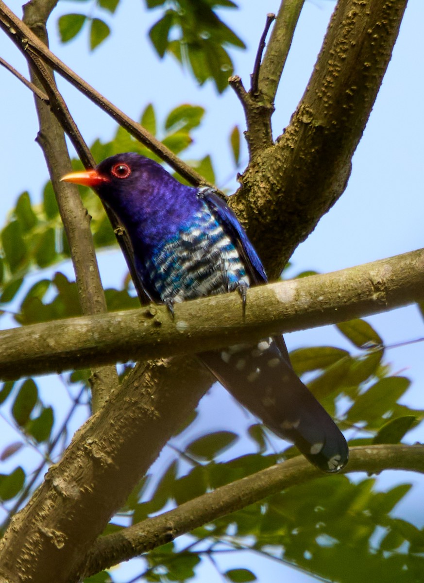 Violet Cuckoo - ML520822251