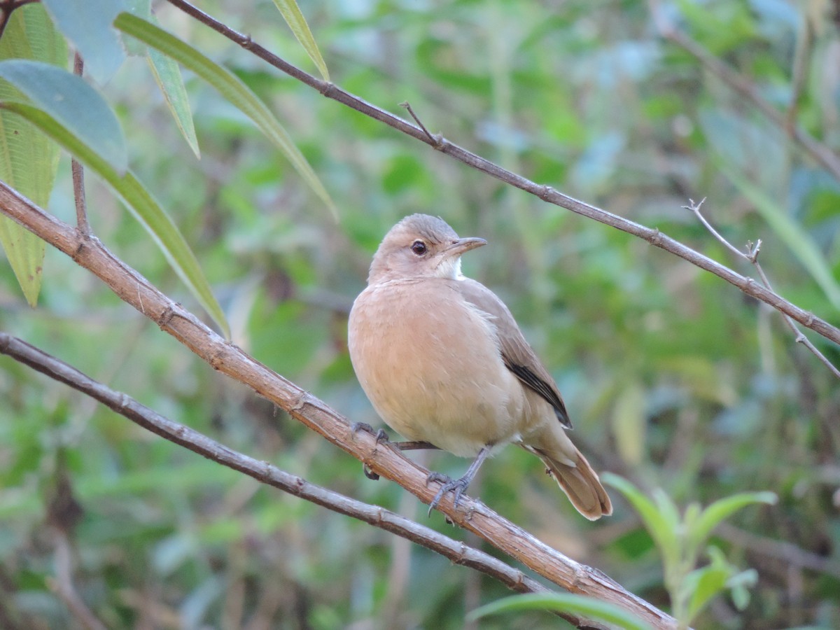 Rufous Hornero - ML52082261