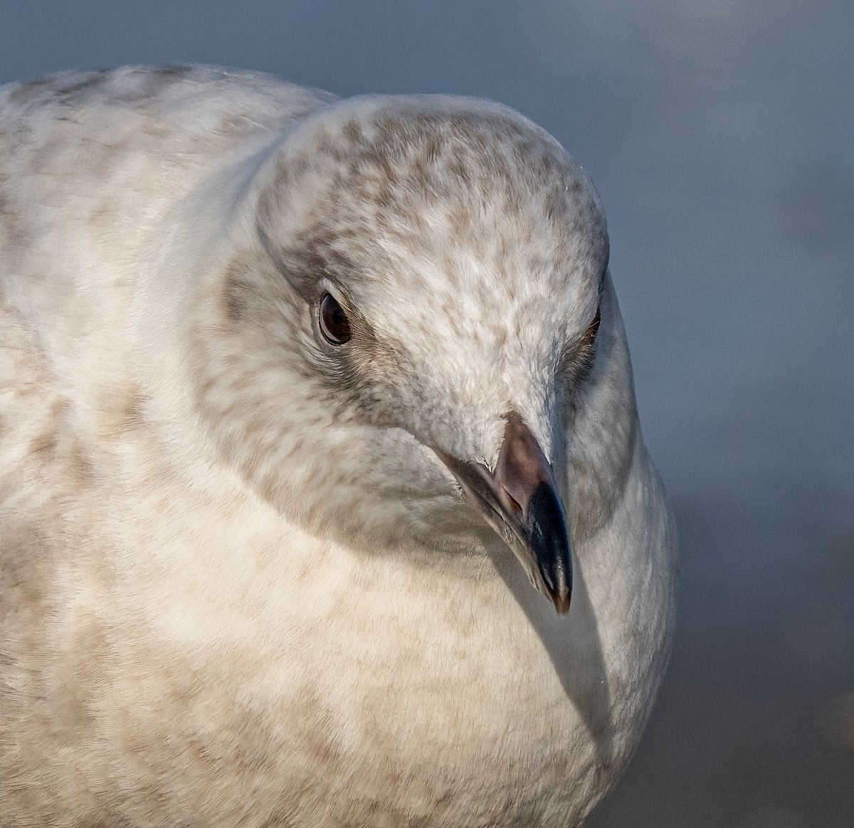 Iceland Gull - ML520822761