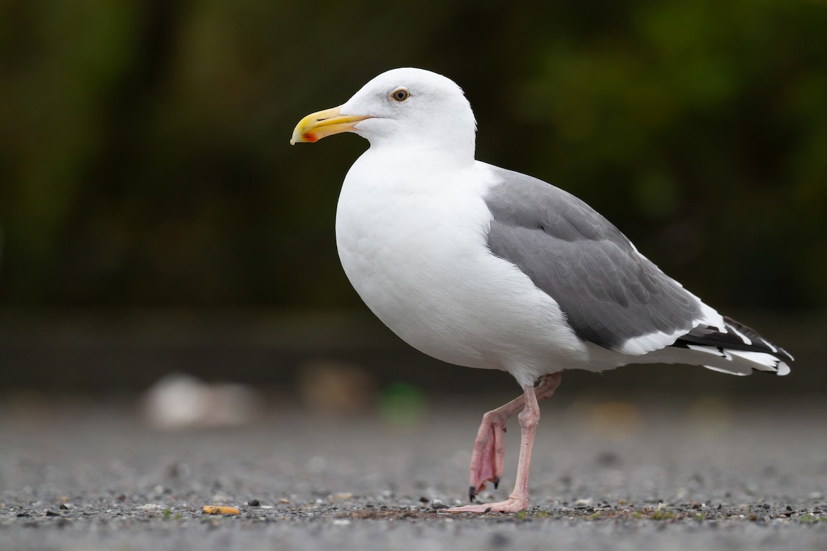 Western Gull - ML520822791