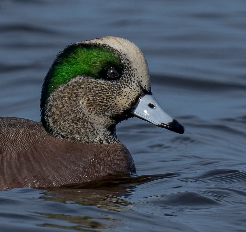 American Wigeon - ML520826671