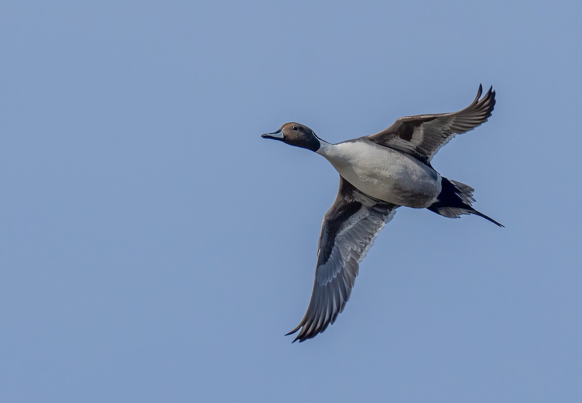 Northern Pintail - ML520826771