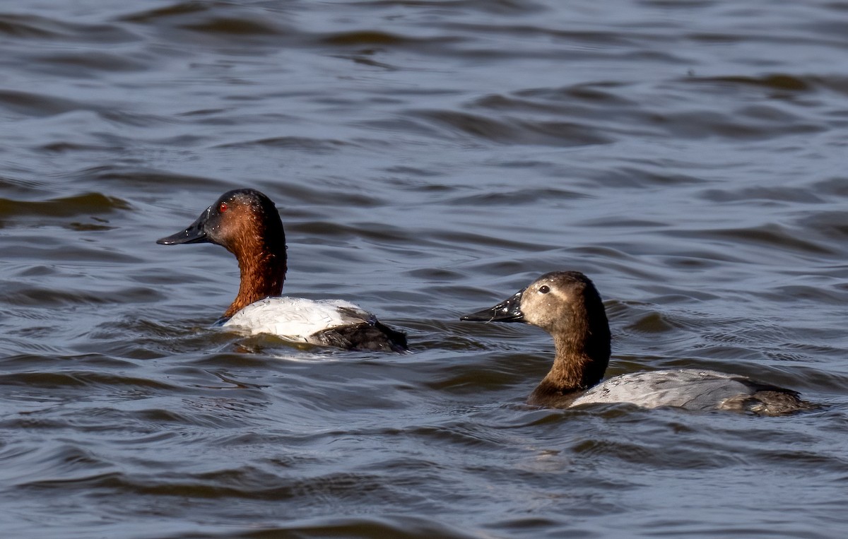 Canvasback - ML520826871